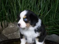 Rascal, a male Miniature Australian Shepherd for sale in Atwood, IL – 5 of 9