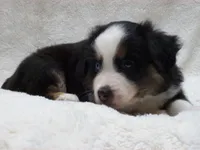 Buster, a male Miniature Australian Shepherd and Miniature American Shepherd for sale in Atwood, IL – 5 of 7
