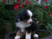 Amos, a male Miniature Australian Shepherd for sale in Atwood, IL – 5 of 7