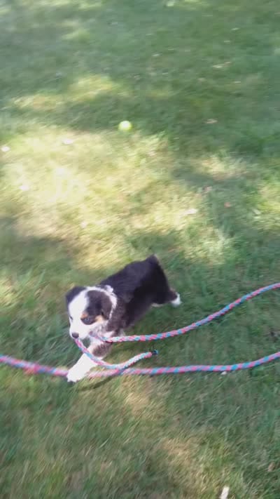 Reese, a female Miniature Australian Shepherd for sale in Atwood, IL – 2 of 8