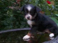 Ally, a female Miniature Australian Shepherd for sale in Atwood, IL – 5 of 7