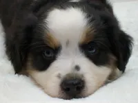Blaze, a male Miniature Australian Shepherd and Miniature American Shepherd for sale in Atwood, IL – 4 of 7