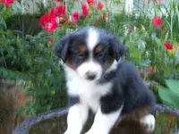Alvin, a male Miniature Australian Shepherd for sale in Atwood, IL – 4 of 7