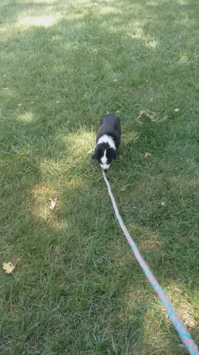 Rosie, a female Miniature Australian Shepherd for sale in Atwood, IL – 2 of 9