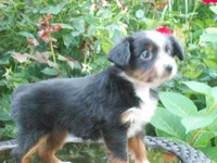 Ally, a female Miniature Australian Shepherd for sale in Atwood, IL – 2 of 7
