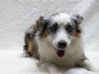 Becky, a female Miniature Australian Shepherd and Miniature American Shepherd for sale in Atwood, IL – 6 of 7