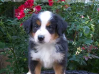Amber, a female Miniature Australian Shepherd for sale in Atwood, IL – 4 of 7
