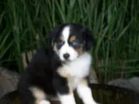 Ruby, a female Miniature Australian Shepherd for sale in Atwood, IL – 4 of 8