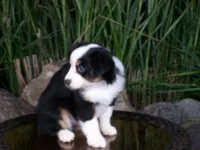 Rosie, a female Miniature Australian Shepherd for sale in Atwood, IL – 6 of 9