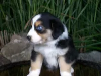 Ryder, a female Miniature Australian Shepherd for sale in Atwood, IL – 4 of 8