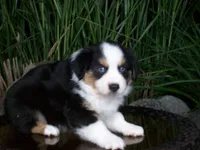 Rascal, a male Miniature Australian Shepherd for sale in Atwood, IL – 4 of 9