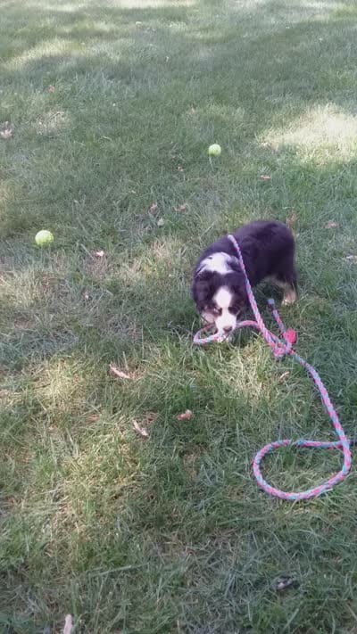 Rascal, a male Miniature Australian Shepherd for sale in Atwood, IL – 2 of 9