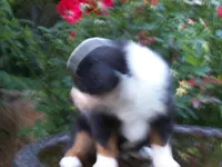 Ava , a female Miniature Australian Shepherd for sale in Atwood, IL – 4 of 7