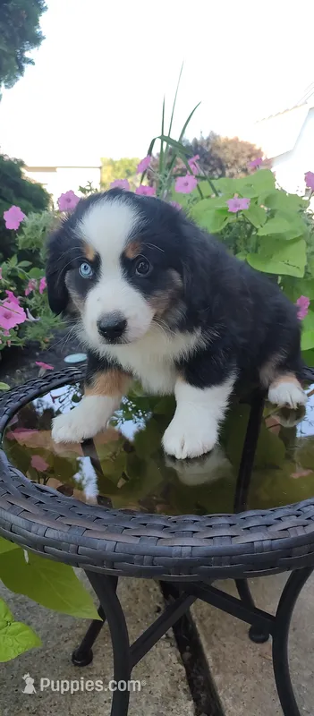 Buster – Miniature Australian Shepherd puppy for sale in Atwood, IL