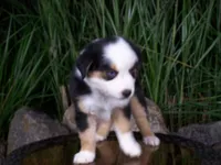 Rex, a male Miniature Australian Shepherd for sale in Atwood, IL – 3 of 8