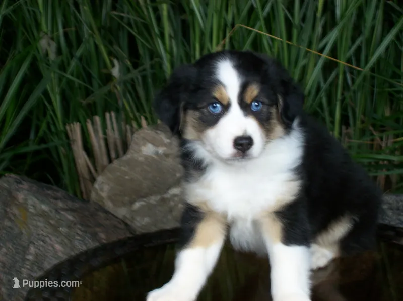 Ruby – Miniature Australian Shepherd puppy for sale in Atwood, IL