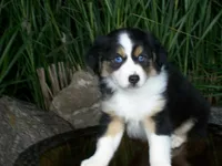 Ruby, a female Miniature Australian Shepherd for sale in Atwood, IL – 1 of 8