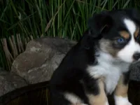Ryder, a female Miniature Australian Shepherd for sale in Atwood, IL – 6 of 8