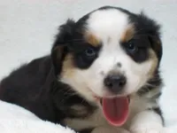 Blaze, a male Miniature Australian Shepherd and Miniature American Shepherd for sale in Atwood, IL – 3 of 7