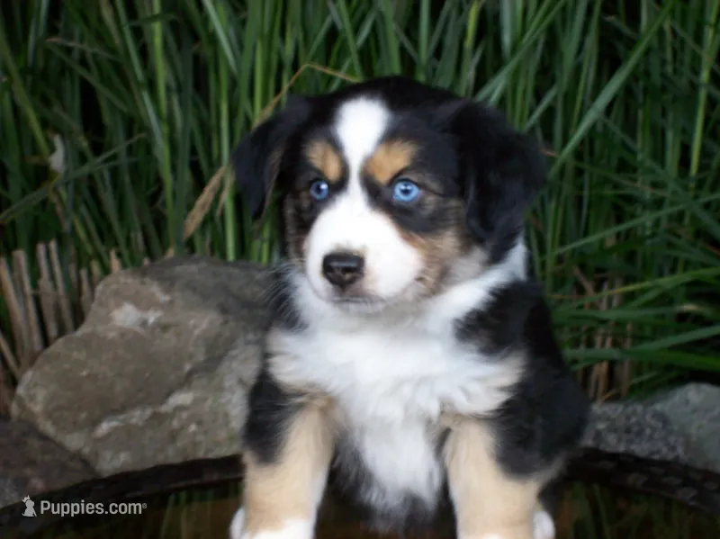 Ryder – Miniature Australian Shepherd puppy for sale in Atwood, IL