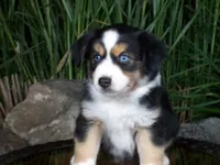 Ryder, a female Miniature Australian Shepherd for sale in Atwood, IL – 1 of 8