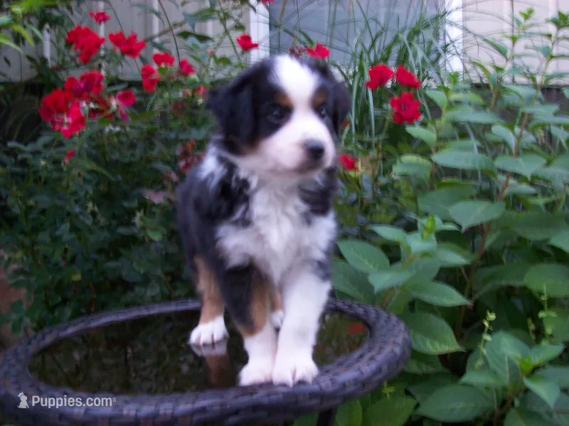 Alice – Miniature Australian Shepherd puppy on hold in Atwood, IL