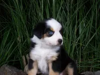 Rex, a male Miniature Australian Shepherd for sale in Atwood, IL – 4 of 8