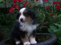 Amos, a male Miniature Australian Shepherd for sale in Atwood, IL – 3 of 7