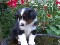 Alvin, a male Miniature Australian Shepherd for sale in Atwood, IL – 3 of 7