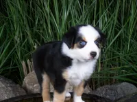 Rex, a male Miniature Australian Shepherd for sale in Atwood, IL – 1 of 8