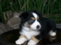 Ryder, a female Miniature Australian Shepherd for sale in Atwood, IL – 3 of 8