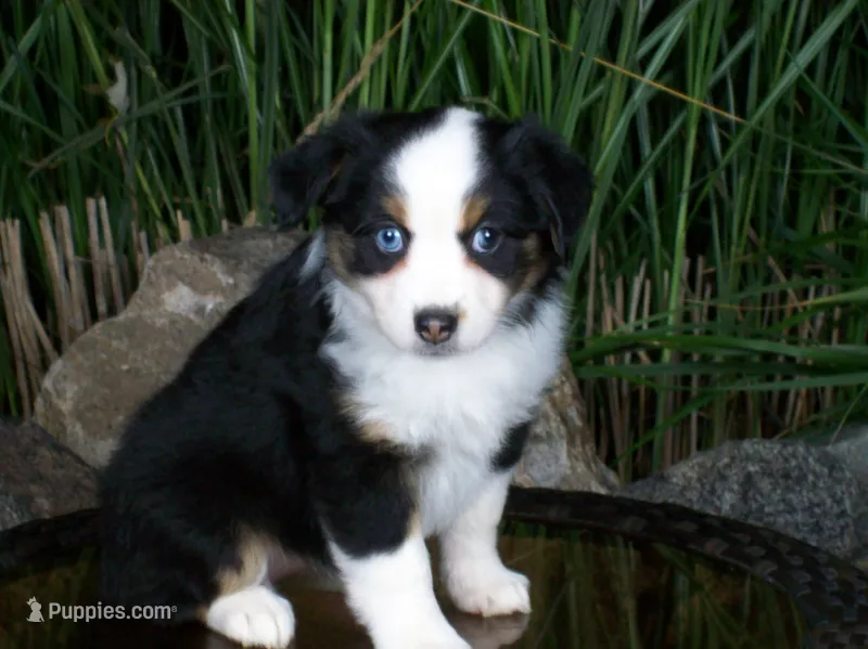 Rosie – Miniature Australian Shepherd puppy for sale in Atwood, IL