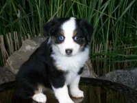 Rosie, a female Miniature Australian Shepherd for sale in Atwood, IL – 1 of 9