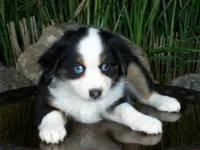 Rosie, a female Miniature Australian Shepherd for sale in Atwood, IL – 5 of 9