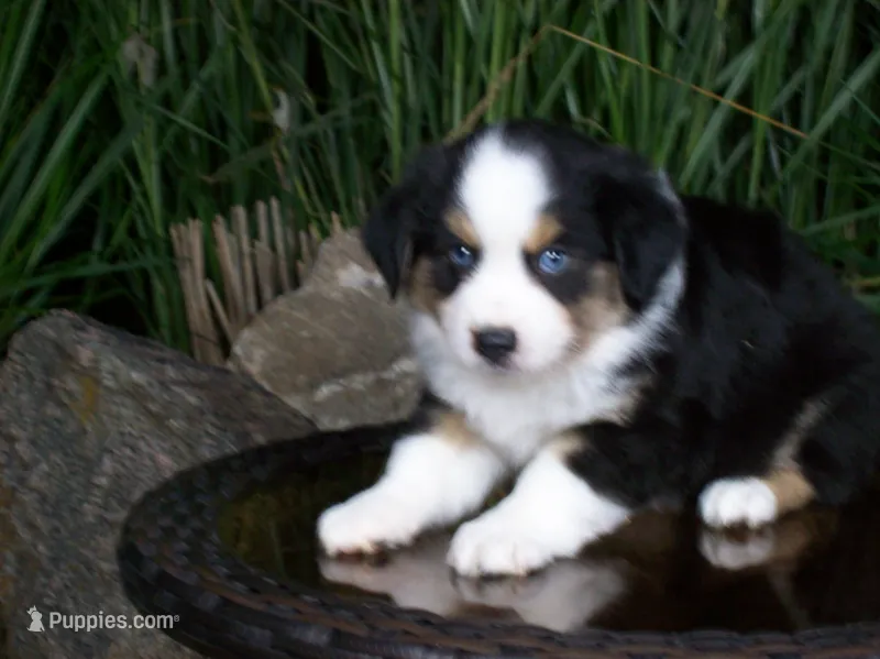 Rascal – Miniature Australian Shepherd puppy for sale in Atwood, IL