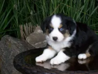 Rascal, a male Miniature Australian Shepherd for sale in Atwood, IL – 1 of 9
