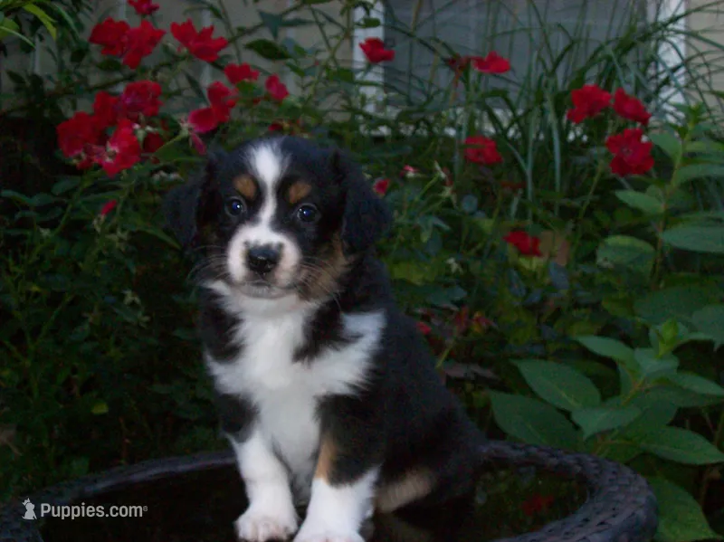 Alisha – Miniature Australian Shepherd puppy for sale in Atwood, IL