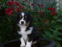 Alisha, a female Miniature Australian Shepherd for sale in Atwood, IL – 1 of 7