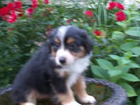 Addy, a female Miniature Australian Shepherd for sale in Atwood, IL – 3 of 7
