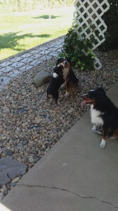Ryder, a female Miniature Australian Shepherd for sale in Atwood, IL – 2 of 8