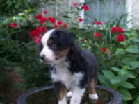 Alice, a female Miniature Australian Shepherd for sale in Atwood, IL – 3 of 7