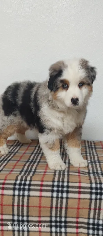 Shawn – Miniature Australian Shepherd, Miniature American Shepherd puppy for sale in Atwood, IL