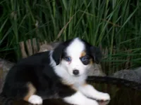 Reese, a female Miniature Australian Shepherd for sale in Atwood, IL – 4 of 8
