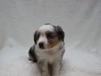 Brenda, a female Miniature Australian Shepherd and Miniature American Shepherd for sale in Atwood, IL – 2 of 7