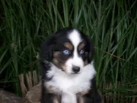 Romeo, a female Miniature Australian Shepherd for sale in Atwood, IL – 3 of 8
