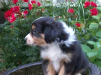 Addy, a female Miniature Australian Shepherd for sale in Atwood, IL – 2 of 7