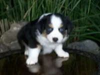 Rascal, a male Miniature Australian Shepherd for sale in Atwood, IL – 6 of 9