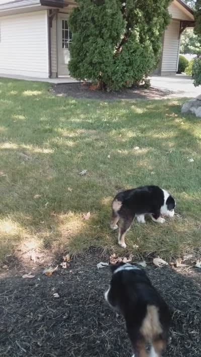 Rex, a male Miniature Australian Shepherd for sale in Atwood, IL – 2 of 8