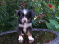Ally, a female Miniature Australian Shepherd for sale in Atwood, IL – 4 of 7