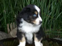 Romeo, a female Miniature Australian Shepherd for sale in Atwood, IL – 4 of 8